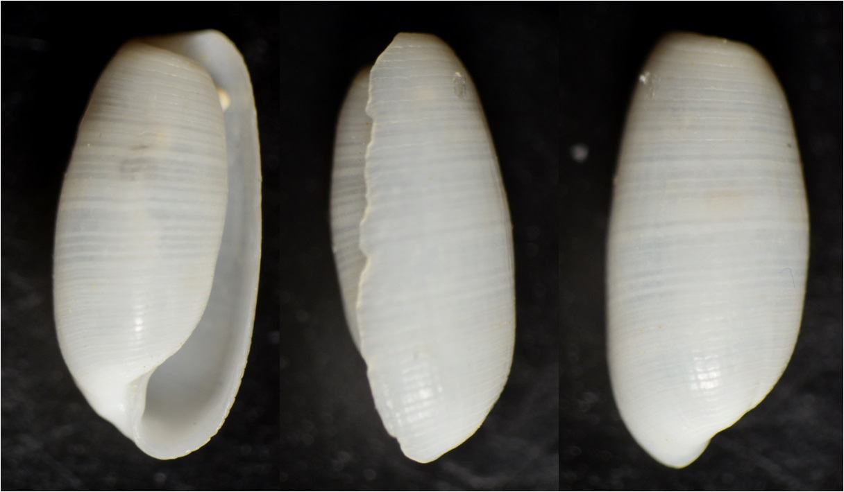 Cylichnina cf. crebisculpta, atys??